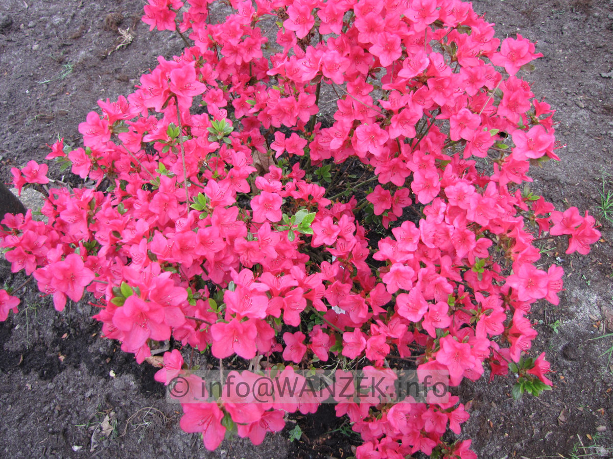 Azalea japonica Muttertag bluehend2.JPG